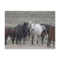 Mustangs of Utah postcards by JudsonJoyce Mustangs of Utah postcards