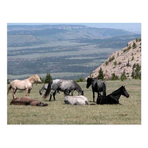 Mustangs Postcard