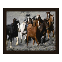 Mustangs posters
