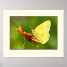 Mustard Butterfly Poster