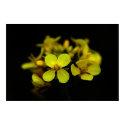 Mustard flower posters by imagemosaic Mustard flower posters
