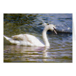 Mute Swan Cygnet Greeting Card Mute Swan Cygnet Greeting Card
