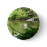 Mute Swan (Cygnus Olor) by Footbridge Pin