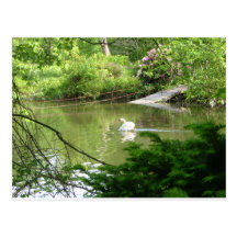 Mute Swan (Cygnus Olor) by Footbridge Post Cards