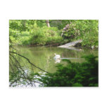 Mute Swan (Cygnus Olor) by Footbridge Post Cards