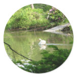 Mute Swan (Cygnus Olor) by Footbridge Sticker