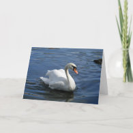 Mute Swan Family Greeting Card