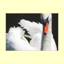 Mute Swan Macro Photo Wall Art canvas prints