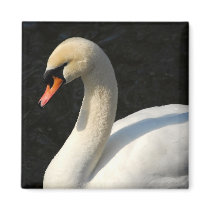 Mute Swan magnets