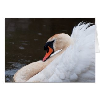 Mute Swan Notecard