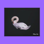 Mute Swan Photo Canvas canvas prints