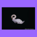 Mute Swan Photo Poster posters