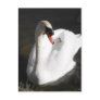 Mute Swan Postcard
