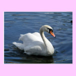 Mute Swan Postcard postcards