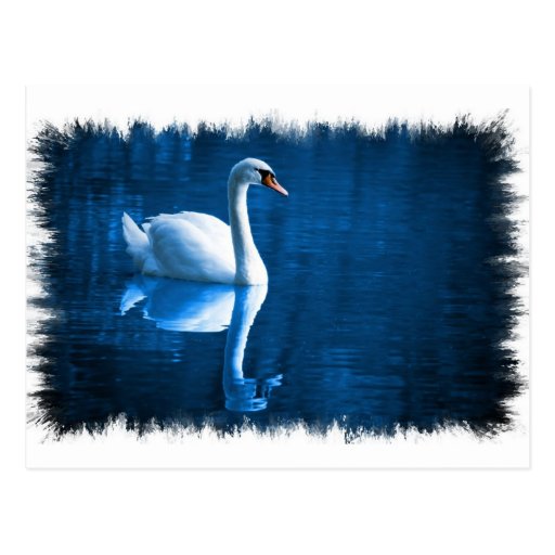Mute Swan Postcard