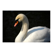 Mute Swan posters