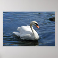 Mute Swan Premium Canvas Print