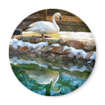 Mute Swan & Reflection Magnet