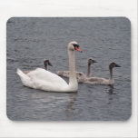 Mute swan with  cygnets mouse mat
