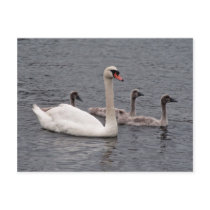 Mute swan with  cygnets postcards