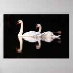 Mute Swans Print