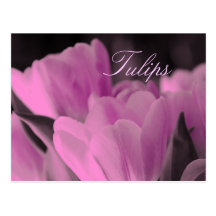 Muted Pink Tulips Postcard