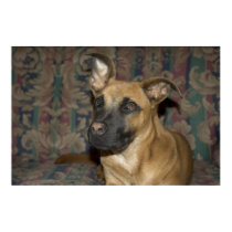 Mutt Poster posters by smylingpolitely Mutt Poster posters
