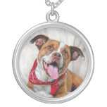 mutts, mutt, dog, rescue, pit, bull
