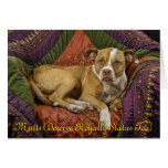 mutts, mutt, dog, rescue, pit, bull