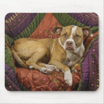 mutts, mutt, dog, rescue, pit, bull