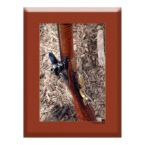 MuzzleLoaders Special posters by StarLily MuzzleLoaders Special posters