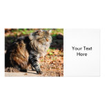 My Acorn Maine Coon Cat Photo Cards photo cards