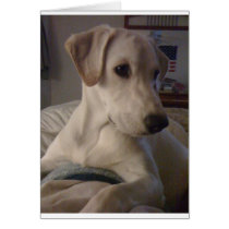 My Baby Pooch Greeting Card