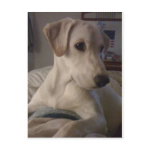 My Baby Pooch Postcard
