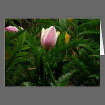 My Baby Tulip cards by Moondial My Baby Tulip cards