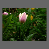 My Baby Tulip posters by Moondial My Baby Tulip posters