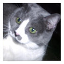 My Beautiful Cat posters by stocktiger My Beautiful Cat posters