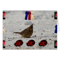 My_Beauty_Female_Cardinal_A