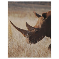 My Big Horns flyers