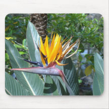 My Bird of Paradise Mouse Pads