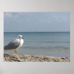 My Birdy Poster