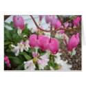 My Bleeding Heart cards