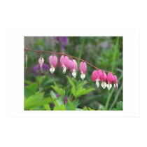 My Bleeding Heart posters