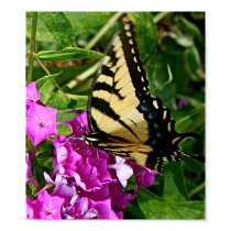 My Butterfly posters