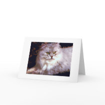 My cat cards