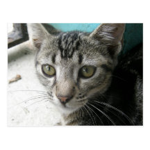 My Cat in Dominica Postcard