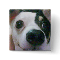 My Cute Chihuahua, Ms Cutie Button