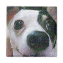 My Cute Chihuahua, Ms Cutie Magnet