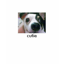 My Cute Chihuahua, Ms Cutie T-Shirt