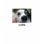 My Cute Chihuahua, Ms Cutie T-Shirt